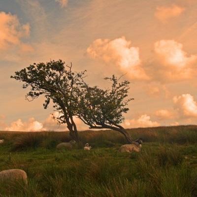 pg麻将胡了平台